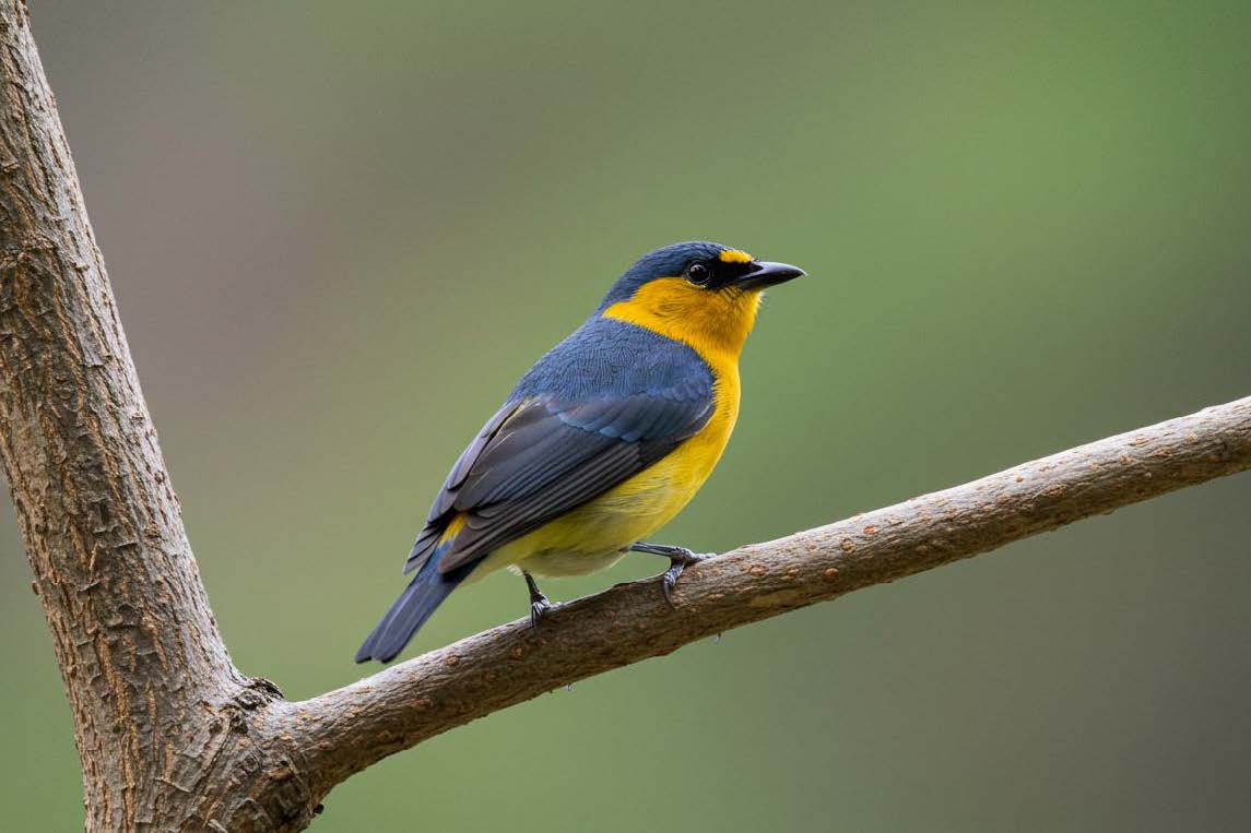 Violaceous Euphonia bird, male on a tree 