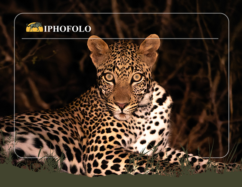 iPhofolo Game Farm