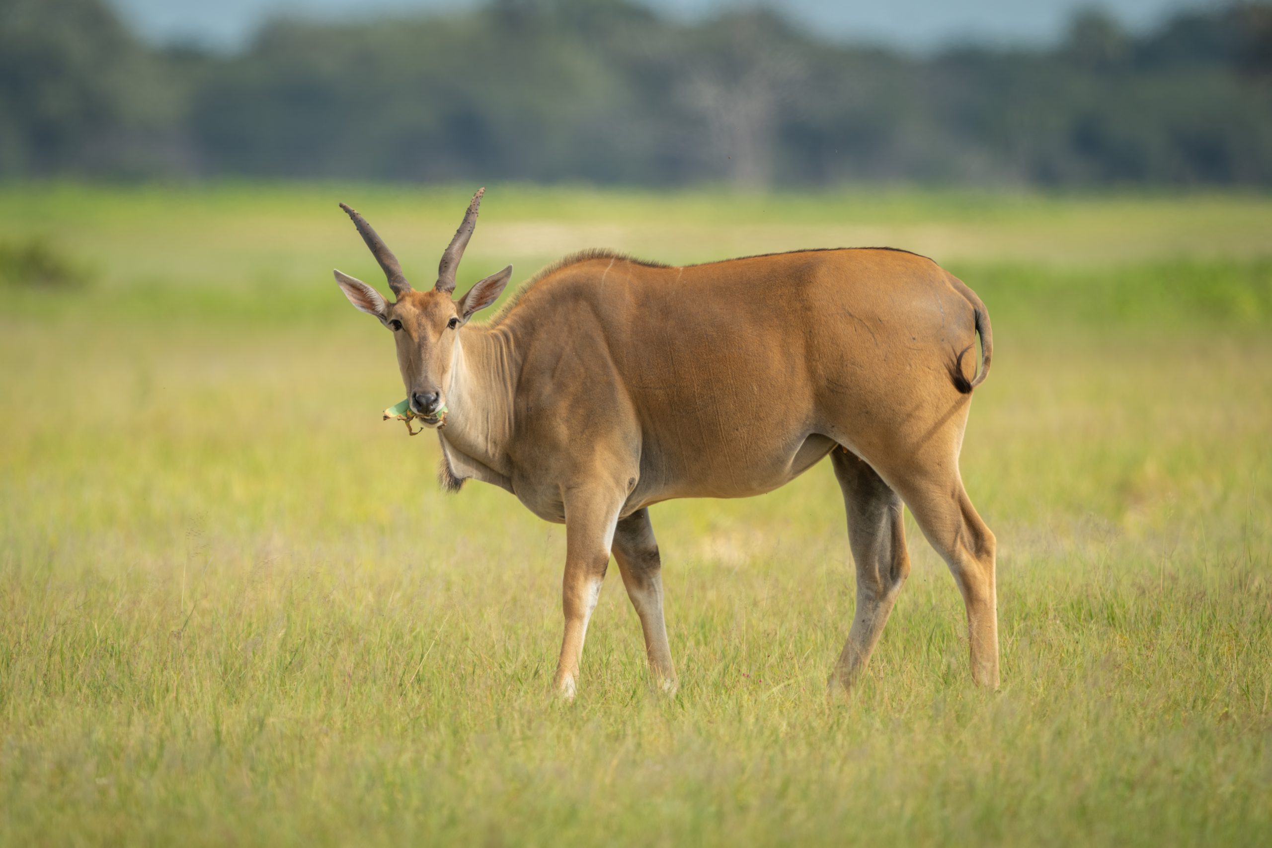 Common eland stands eating in grassy clearing