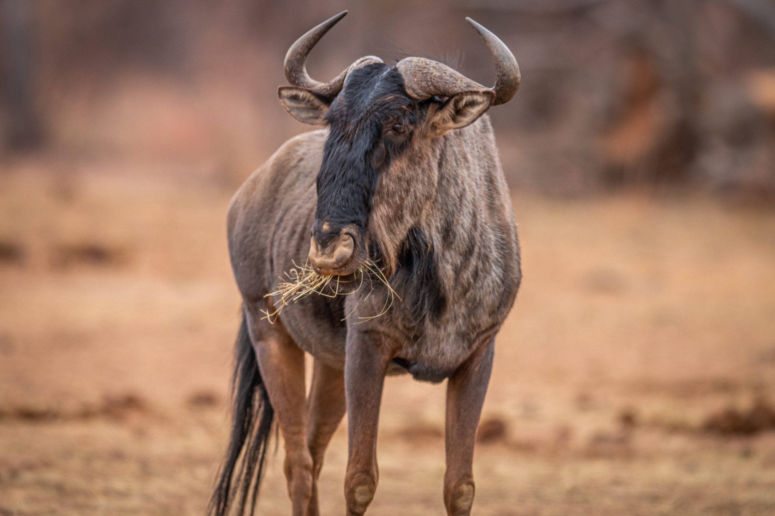 Blue wildebeest standing in the grass and eating.
