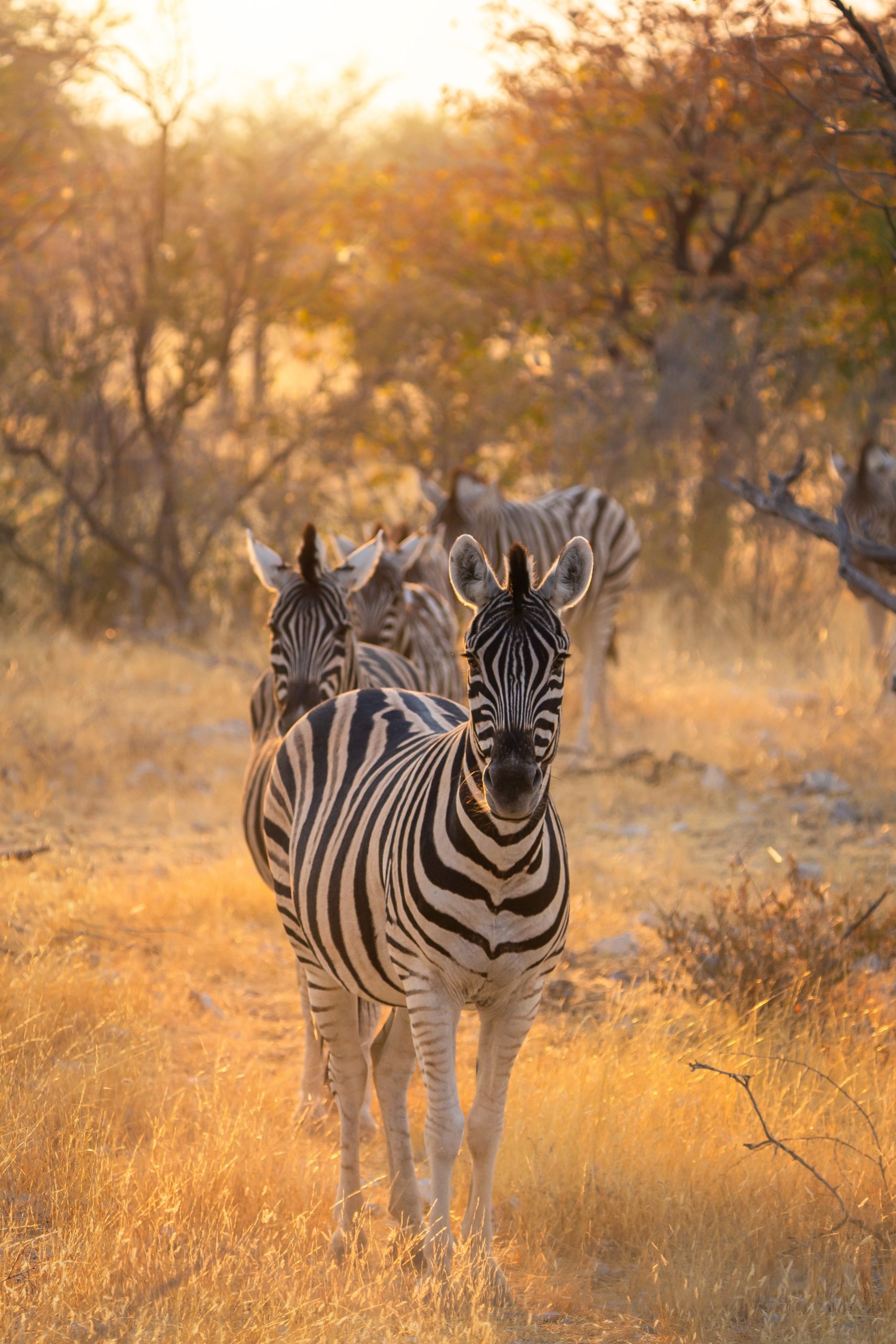 Zebra. Wildlife animal in forest field in safari conservative national park in Namibia, South Africa. Natural landscape background.