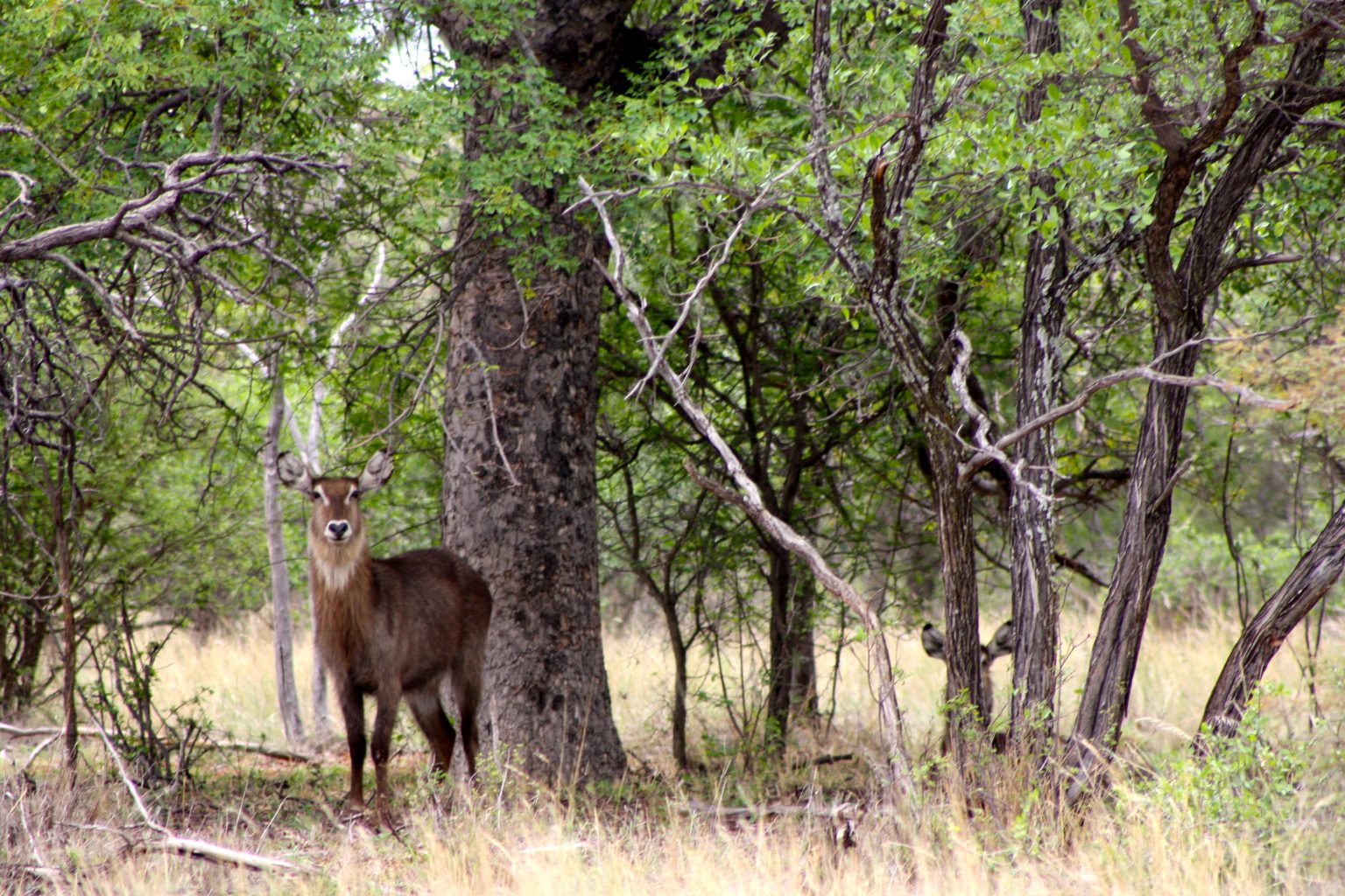 waterbuck standing in the wilderness 