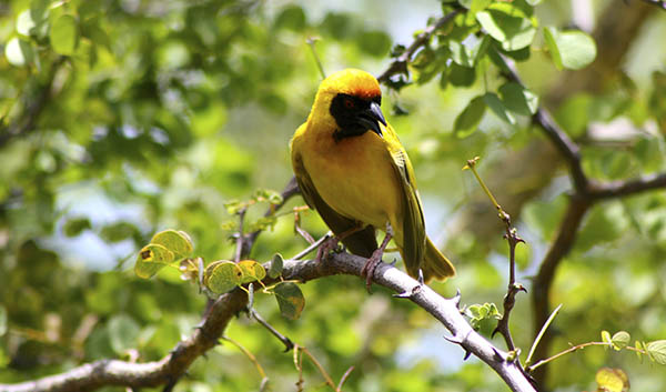 Southern masked weaver, breeding male with bright yellow body, olive-green back, a distinctive black face mask, and striking red eyes.